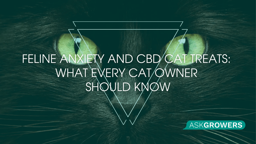 Feline Anxiety and CBD Cat Treats: What Every Cat Owner Should Know